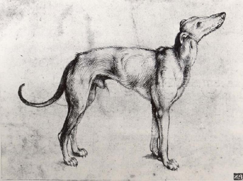 Albrecht Durer A Grayhound oil painting picture